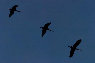 IMG_9786aN.jpg