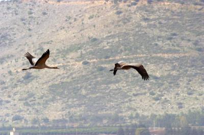 IMG_9873.JPG