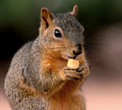 Get Your Own Nut