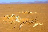 Desert bones.jpg