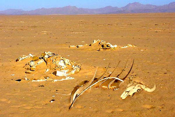 Desert bones.jpg