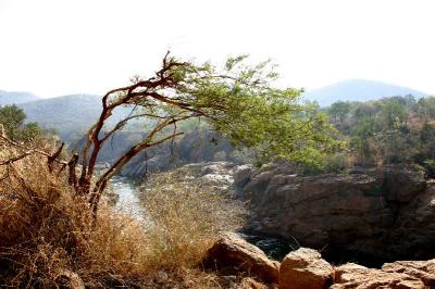 Trees bending to the wind, Mekedatu