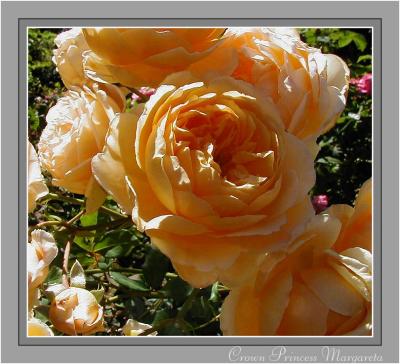 u12/yvonneii/medium/38203083.CrownPrincessMargarita.2005.1.jpg