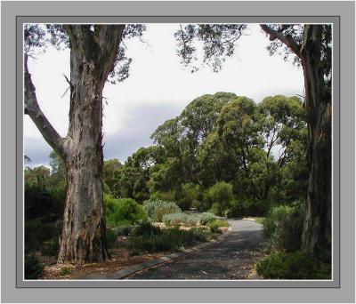 Pathway between the trees