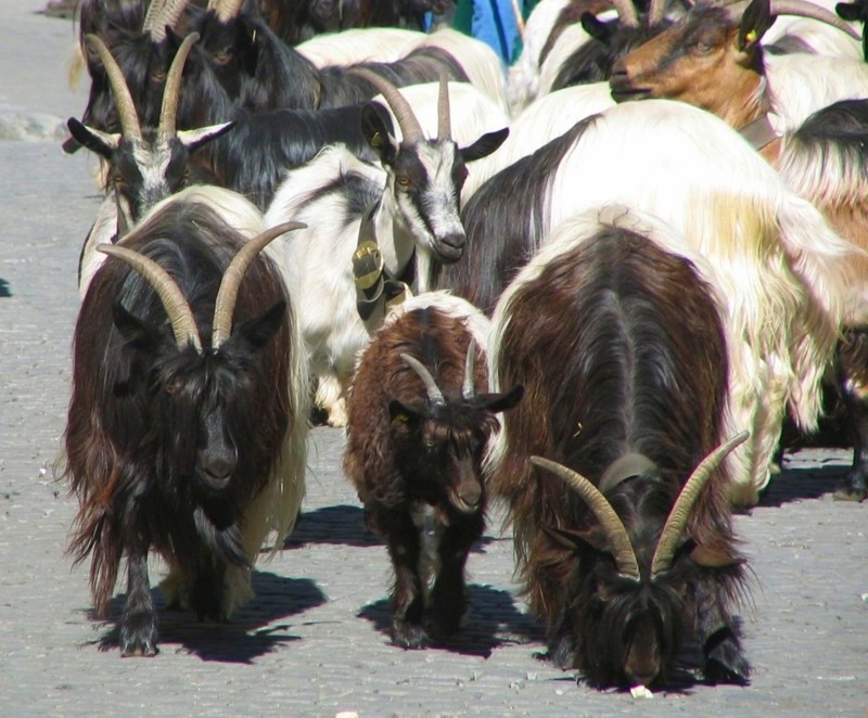 Les chèvres de Zermatt , Valais