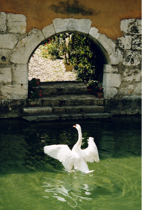 Le cygne , Annecy