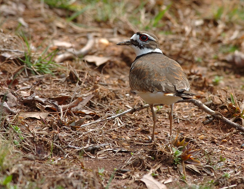 DSC_3033 copy.jpg
