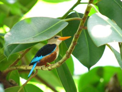 Gray-headed Kingfisher