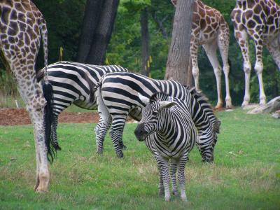 Zebras