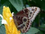 Blue Morpho (underside)