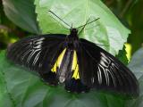 Golden birdwing ( f )