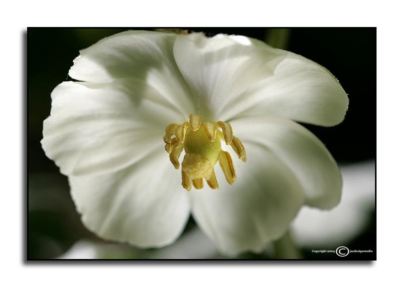 Podophyllum peltatum