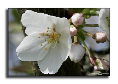Prunus x yedoensis April 4