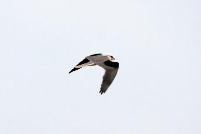 White Tailed Kite2 .jpg