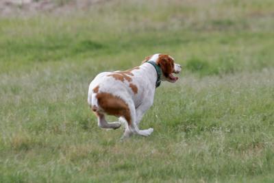 Star chasing a rabbit.jpg