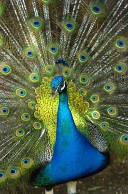 Peacock.jpg