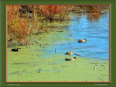 Duckweed Soup