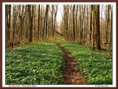 The Vinca Trail