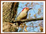 Red-bellied Woodpecker