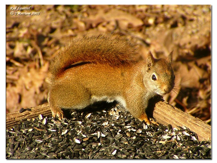 Red Squirrel