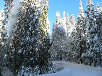 Driving through Yosemite