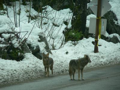 Coyotes