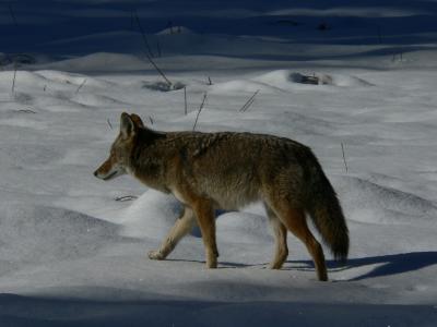 Coyote looking for food