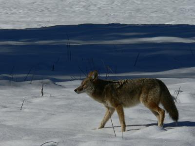 Coyote