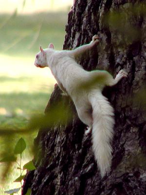 White Squirrel Olney IL