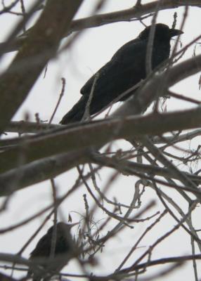 Crow_Star.jpg