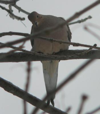 mourning_doves