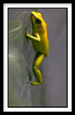 D-Frog_0422.jpg