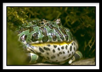 D-Frog_0434.jpg