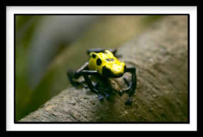 D-Frog_0440.jpg