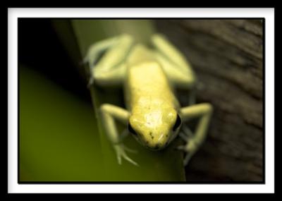 D-Frog_0452.jpg