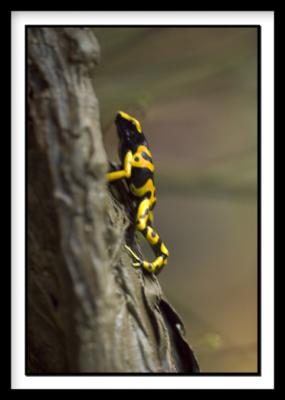D-Frog_0477.jpg