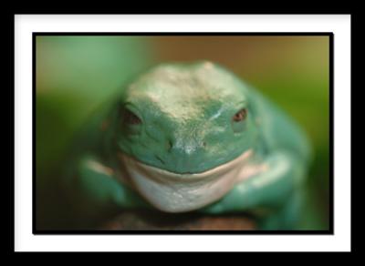 D-Frog_0003.jpg