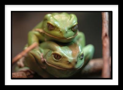 D-Frog_0007.jpg