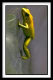 D-Frog_0422.jpg