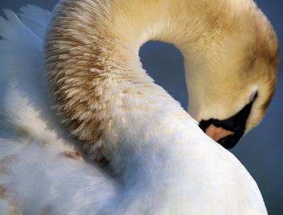 neck