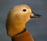 Drake - Ruddy shelduck (Tadorna ferruginea)