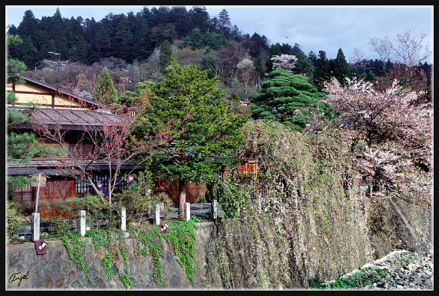 JAPON_040_MED__MED_W.JPG