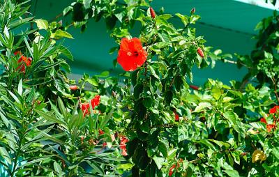 Hibiscus blossom