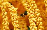 Bee and Queen Palm seed blossoms stock photo