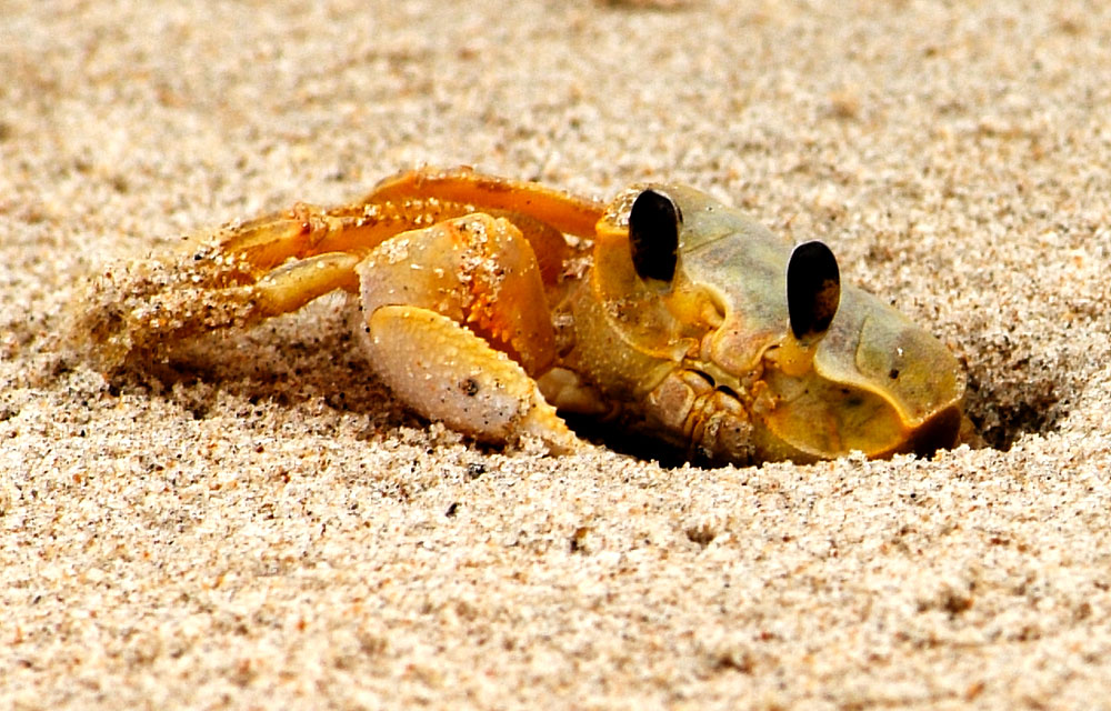 Beach crab stock photo