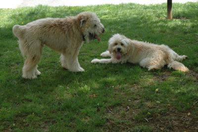 Kona & Cubby relaxing in the shade