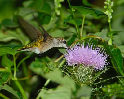 Hummingbird.jpg