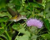 Hummingbird.jpg