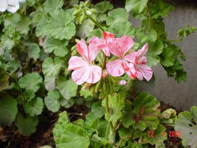 DSC00537.JPG