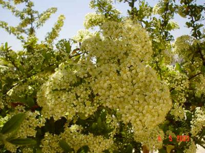 My Garden 002.jpg